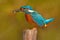 Bird with fish. Bird Common Kingfisher with fish in bill. Beautiful orange and blue bird sitting on the tree trunk. Bird with fish