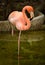 Bird flamingo