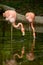 Bird flamingo