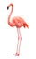 Bird flamingo on a white background