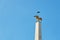 Bird flies over a gilded eagle on a column at main gate of the Schonbrunn palace in Vienna