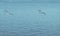 Bird flies over see. Gorgeous Flight of bird with Seagull hovers