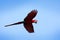 Bird in flight. Action wildlife scene from South America. Red big parrot in fly. Red-and-green Macaw, Ara chloroptera, in the dark
