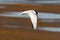 Bird in flight on the Chincoteague Wildlife Refuge.