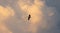 Bird in flight in cloudy sky at sunset