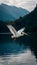 Bird in Flight Dalmatian Pelican Over Serene Mountain Lake