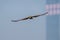 Bird in flight - Eastern Marsh Harrier