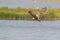 Bird in flight - Eastern Marsh Harrier Circus spilonotus