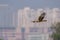 Bird in flight - Eastern Marsh Harrier Circus spilonotus