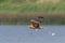 Bird in flight - Eastern Marsh Harrier Circus spilonotus