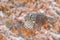 Bird in flight. Great Grey Owl, Strix nebulosa, flying in the forest, blurred autumn trees with first snow in background. Wildlife