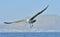 Bird in flight. Natural blue sky background. Flying Juvenile Kelp gull Larus dominicanus