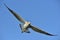 Bird in flight. Natural blue sky background. Flying Juvenile Kelp gull Larus dominicanus, also known as the Dominican gull and B