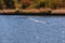 A bird in flight over a river with blue water and an orange riverbank. With copy space