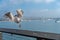 Bird in Flight on pier in Santa Barbara