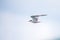 Bird in flight - Roseate Tern