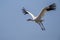 Bird in flight - Siberian crane Grus leucogeranus