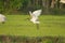 Bird on flight view from paddy field green nature