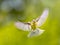 Bird in Flight on vivid garden background