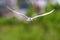 Bird in flight of Whiskered Tern