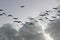 Bird flock migration
