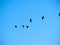 Bird flock of snow Canadian geese flying