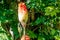 Bird on flower in Cirque de Salazie La Reunion island