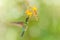 Bird with flower. Talamanca hummingbird, Eugenes spectabilis, in nature, Ecuador
