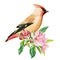 bird on flowering branch, sakura flowers, spring watercolor illustration, waxwing hand drawn
