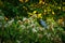 Bird in flowers bloom. Heron sitting on the branch. Little Blue Heron, Egretta caerulea, on the tree trunk, early morning light,