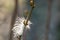 Bird fluff feather on tree branch with opening buds. Macro detail white bird feather. Natural concept of spring