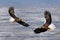 Bird fly above the hills. Japan eagle in the winter habitat. Mountain winter scenery with bird. Steller`s sea eagle, flying bird