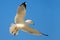 Bird in fly with blue sky. Ring-billed Gull, Larus delawarensis, from Florida, USA. White gull in flight with open wings. Action