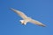 Bird fly on blue sky. sky background. Gorgeous Flight bird with Blue sky. Seagull hovers on deep blue air. Flying gull chick.