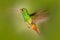 Bird in fly. Hummingbird Rufous-tailed Hummingbird. Hummingbird with clear green background in Ecuador. Hummingbird in the nature