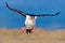 Bird in fly. Imperial Shag, Phalacrocorax atriceps, cormorant in flight, dark blue sea and sky, Falkland Islands. Wildlife scene f