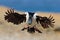 Bird in fly. Imperial Shag, Phalacrocorax atriceps, cormorant in flight, dark blue sea and sky, Falkland Islands. Wildlife scene f