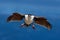 Bird in fly wit blue ocean. Imperial Shag, Phalacrocorax atriceps, cormorant in flight, dark blue sea and sky, Falkland Islands. W