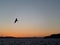 Bird flying against midnight sunset sky over the North Sea, Bergen, Norway