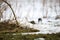 Bird flying away in the forest during winter, broekpolder, vlaardingen, The Netherlands. Snow.