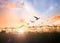 Bird flying and barbed wire over autumn sunset