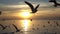 Bird flying on blue sky in sunset, slow motion shot