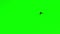 Bird Flying Chroma Key