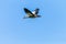 Bird Flying Egyptian Goose
