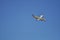 Bird flying freely in blue sky