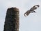 Bird flying off dead tree in Viera