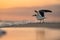 a bird flying over the beach while a person watches it