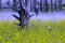 Bird flying over a field of yellow flowers