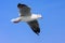 Bird flying in sky, gliding