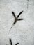 Bird foot print in white snow